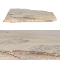 Fossil Sandstone Natural Flagstone