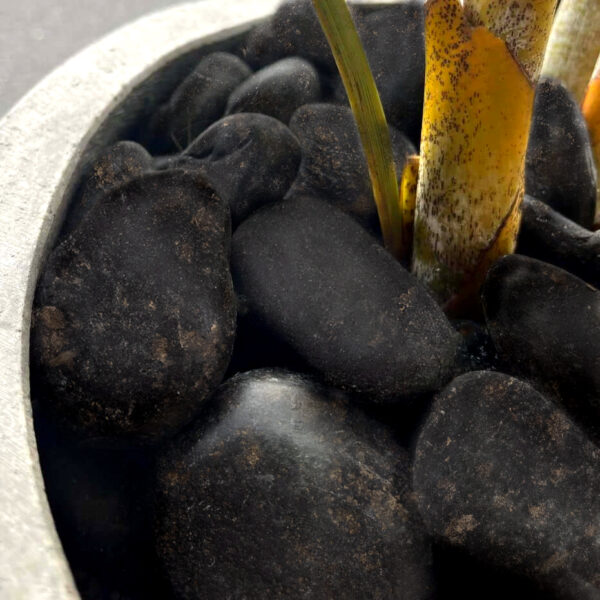 Bagheera Black Tumbled Loose Pebbles