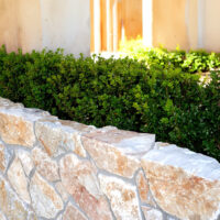 Honey Gold Limestone Thin Veneer