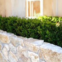 Honey Gold Limestone Thin Veneer